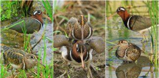 影音∕用鏡頭看鳥事∕宜蘭彩鷸真精彩 公鳥孵蛋育雛有典故
