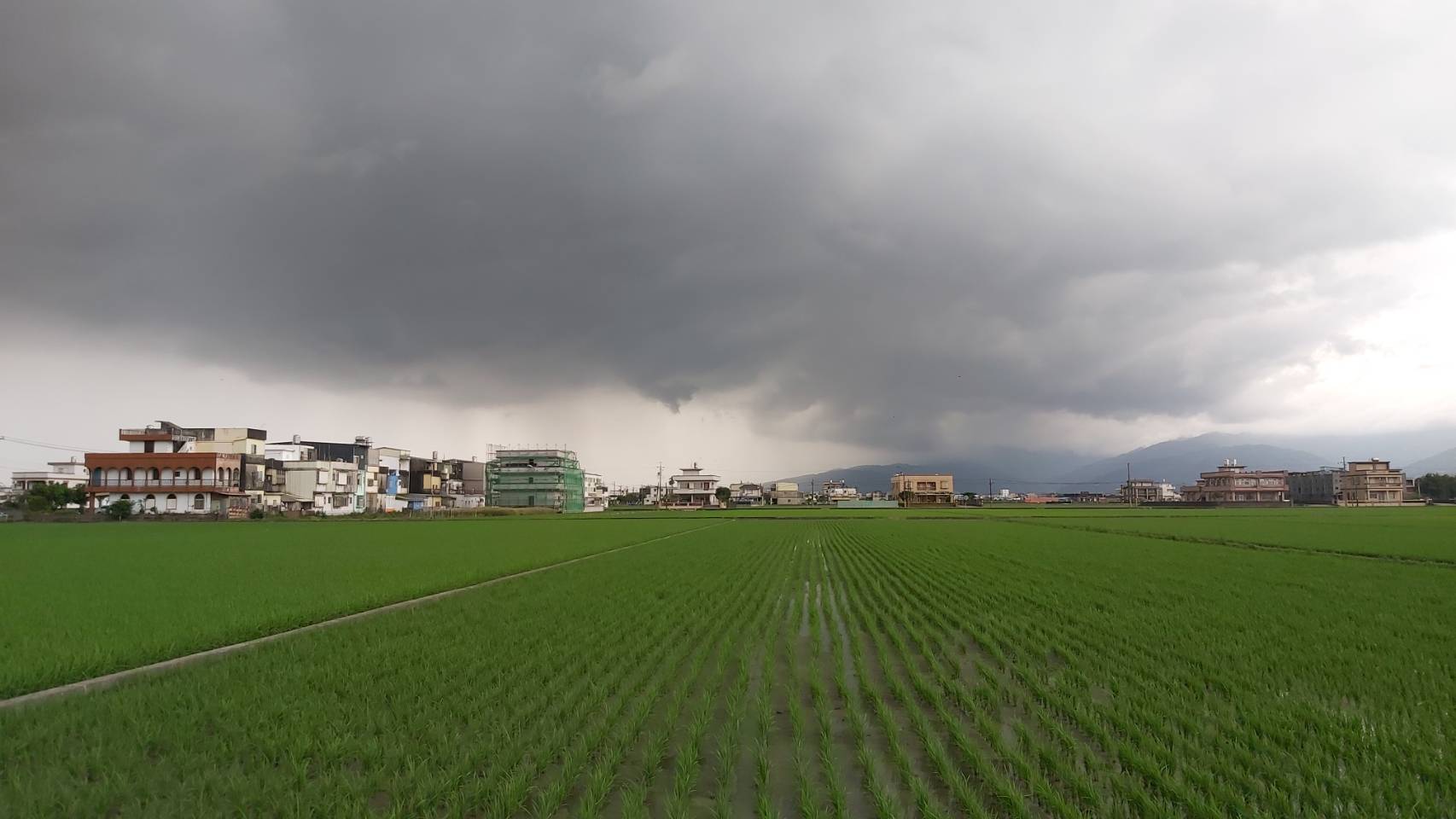 影音/「驚蟄」春雷動? 壯圍圳溝雷雨後螃蟹出籠