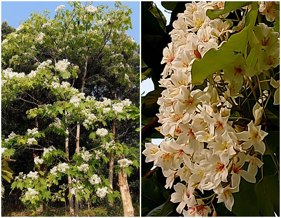 後山小調∕油桐花點綴綠野山間