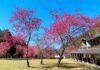 今年櫻花綻放比往年晚，奧萬大國家森林遊樂區櫻花園步道周邊的緋寒櫻已經進入盛開期。（圖/奧萬大國家森林遊樂區）
