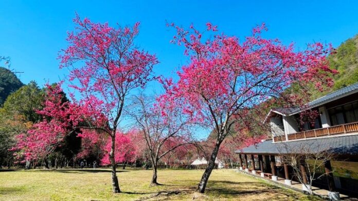 今年櫻花綻放比往年晚，奧萬大國家森林遊樂區櫻花園步道周邊的緋寒櫻已經進入盛開期。（圖/奧萬大國家森林遊樂區）