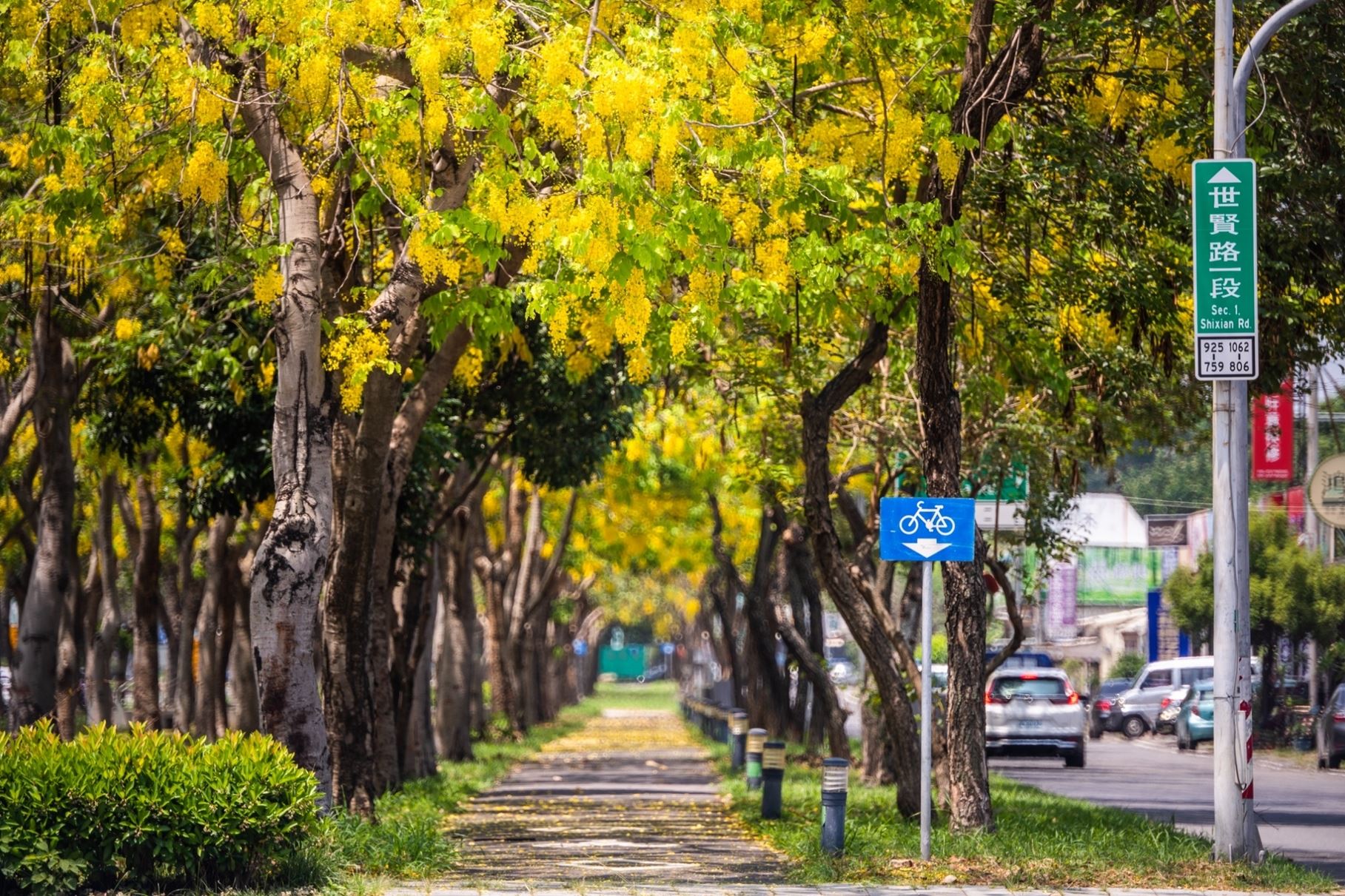 嘉義市「金黃大道」綻放美景　迎接初夏阿勃勒花季