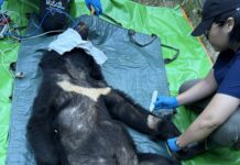 影音/花蓮林業分署捕獲野放擾黑熊 成功守護部落族人與產業安全