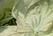 彰化地區包心白菜發生薊馬危害 臺中農改場籲請農友及早防治