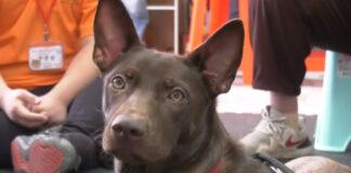 浪愛延續暖心陪伴 浪浪成最佳心靈導師