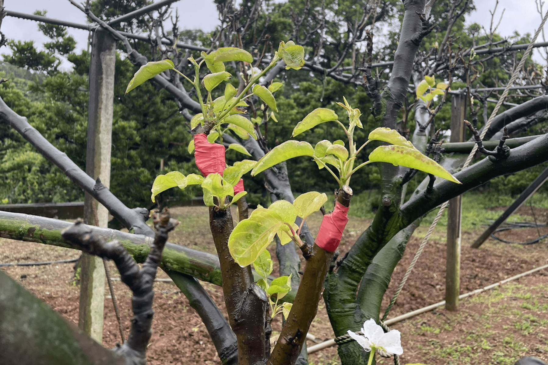 新北梨農注意     淡水、三芝、金山農作受災    3/22前可公所申請救助