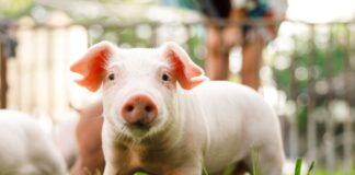 ▲中央畜牧場嚴格把關開闢食農教育學習辨別豬飼料，嚴格把關豬隻的健康。（圖/中央畜牧場提供）