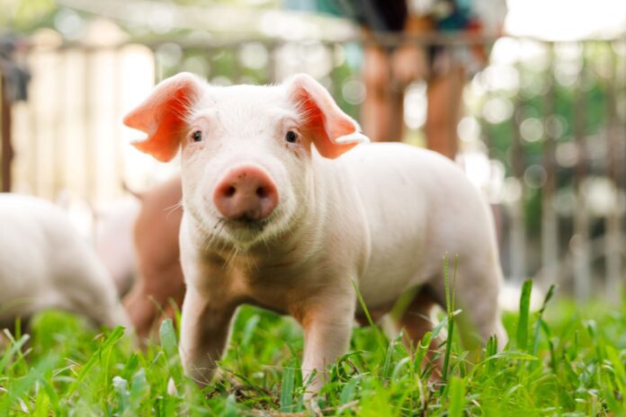 ▲中央畜牧場嚴格把關開闢食農教育學習辨別豬飼料，嚴格把關豬隻的健康。（圖/中央畜牧場提供）