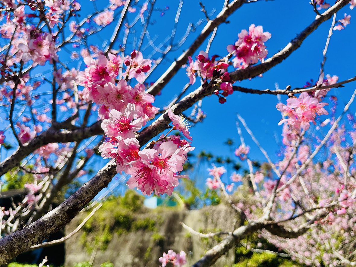 黃花風鈴木、櫻花、瑞里麝香木初綻放　邀您來嘉義賞花