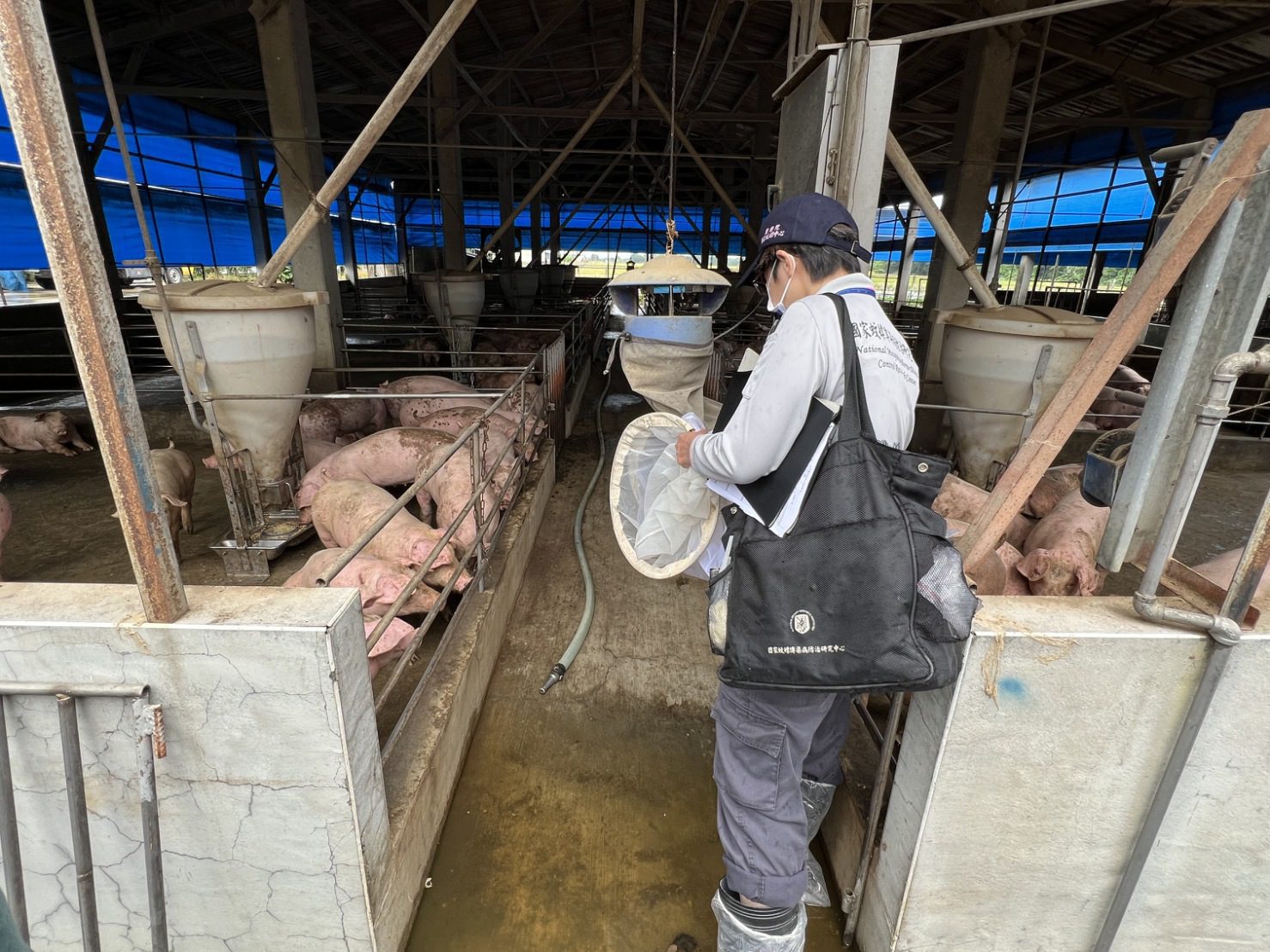 嘉義縣出現首例日本腦炎　籲民眾落實防疫