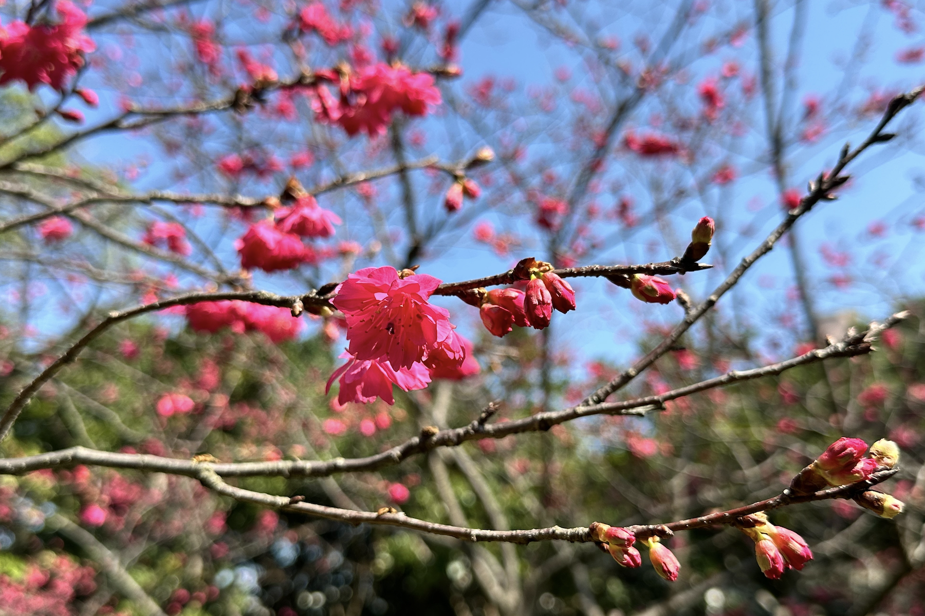 桃園賞櫻去     環保局精選3大公園     美景、空氣品質一次滿足
