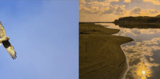 ▲滿州鄉灰面鵟鷹，滿州鄉九棚溪