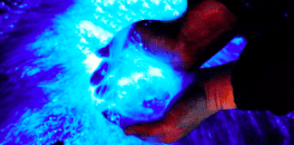 近年來金門藍眼淚大爆發（圖片來源：金門縣觀光旅遊網）