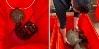 標識三棘鱟放流