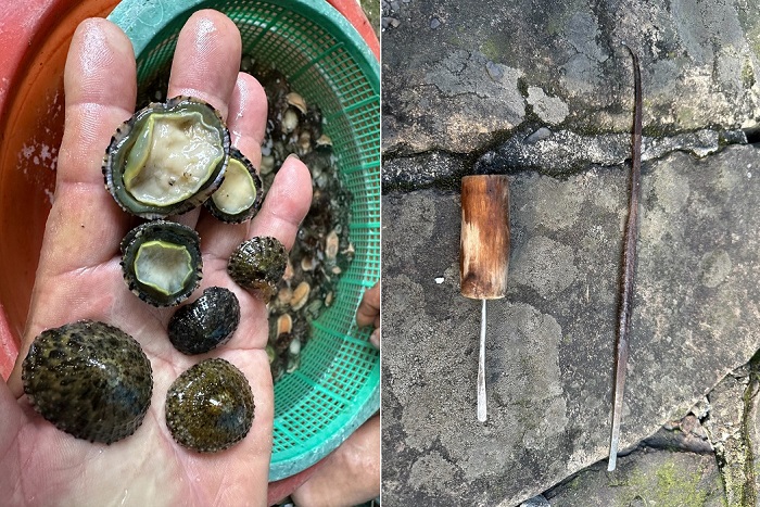 潮間帶剛採集上來笠螺與漁民們採集笠螺的工具。(新北市政府提供)